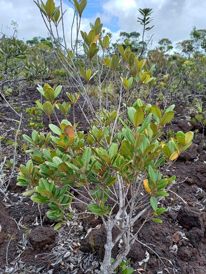 Austrobuxus rubiginosus
