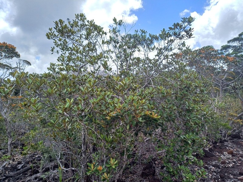 Austrobuxus rubiginosus photo 3
