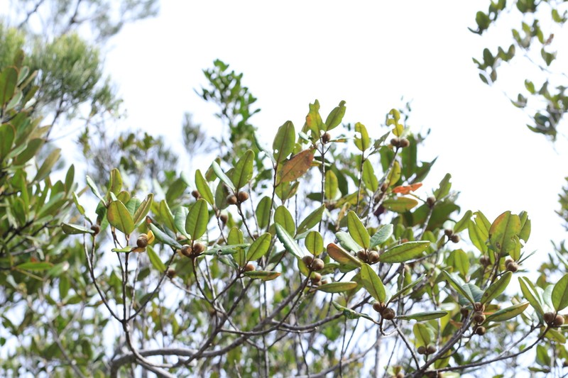 Austrobuxus rubiginosus photo 4