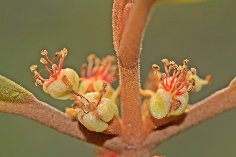 Austrobuxus rubiginosus photo 5