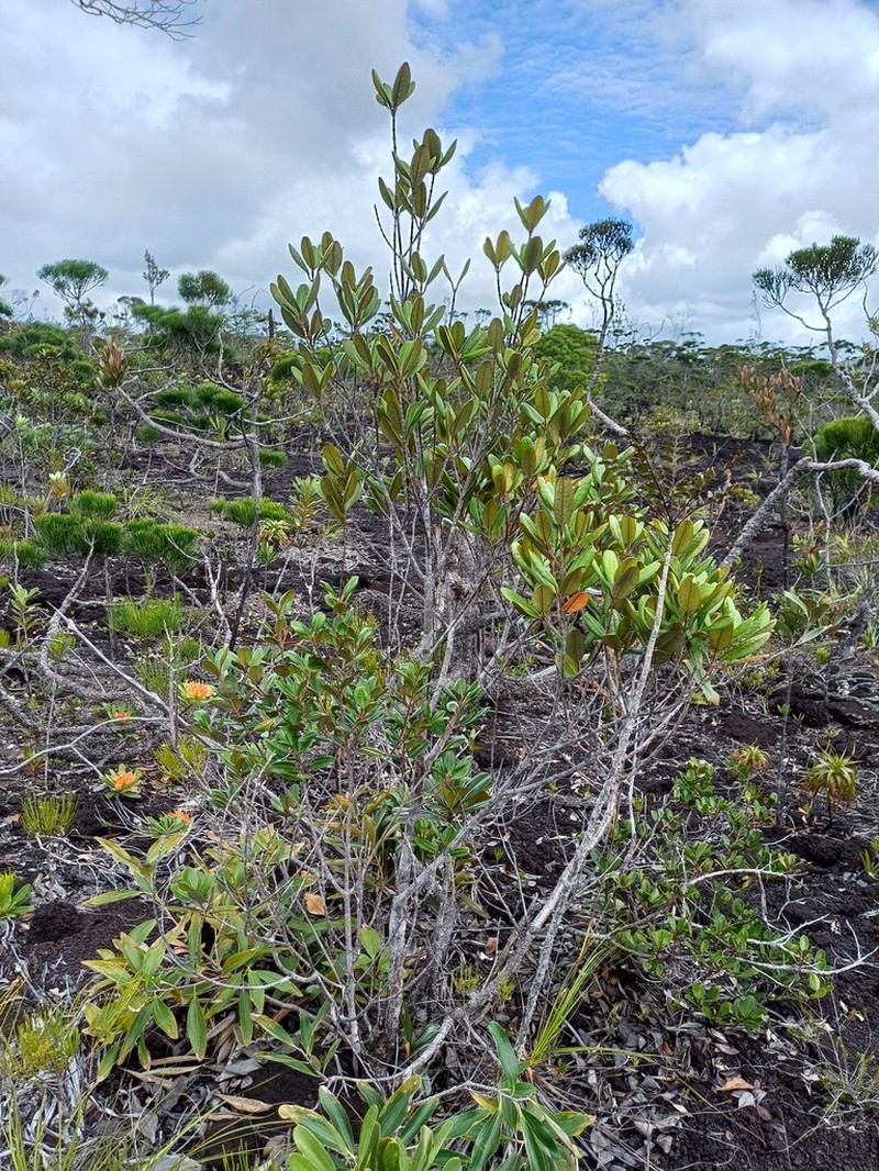 Austrobuxus rubiginosus photo 6