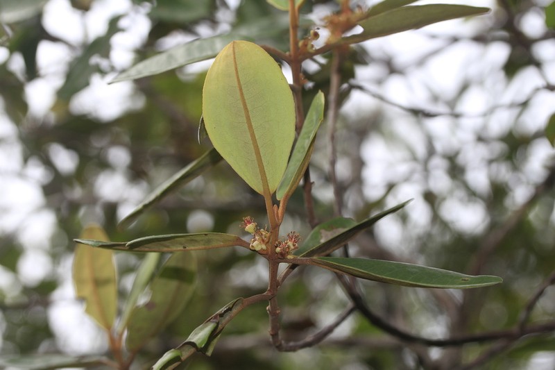 Austrobuxus rubiginosus photo 7