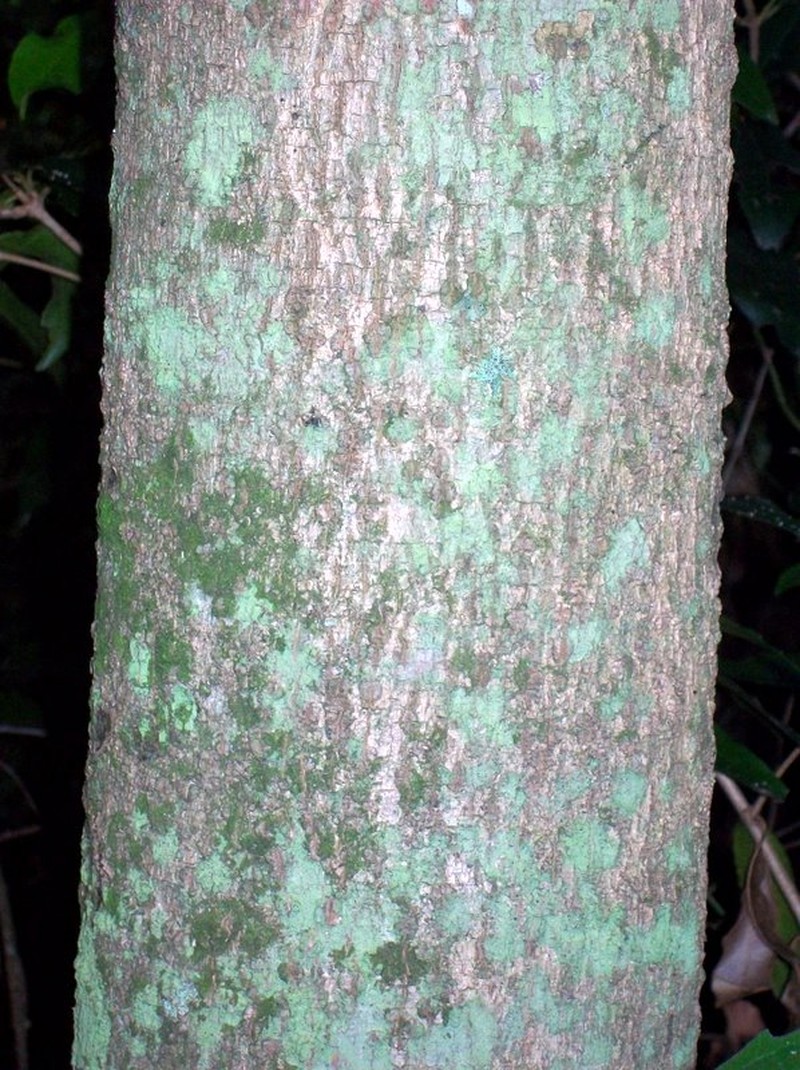 Austrobuxus swainii