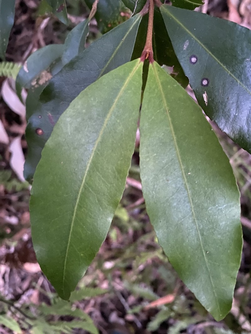 Austrobuxus swainii photo 2