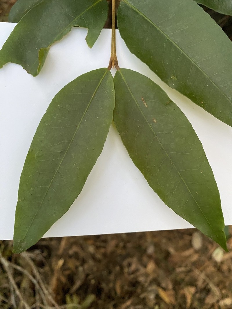 Austrobuxus swainii photo 3