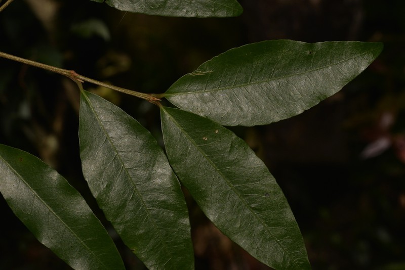 Austrobuxus swainii photo 4
