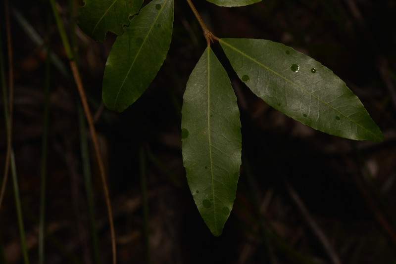 Austrobuxus swainii photo 5