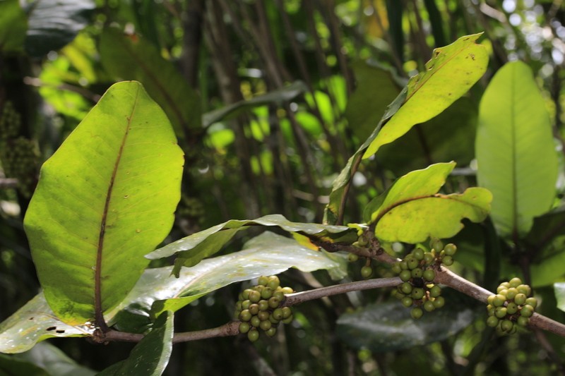 Austrobuxus vieillardii