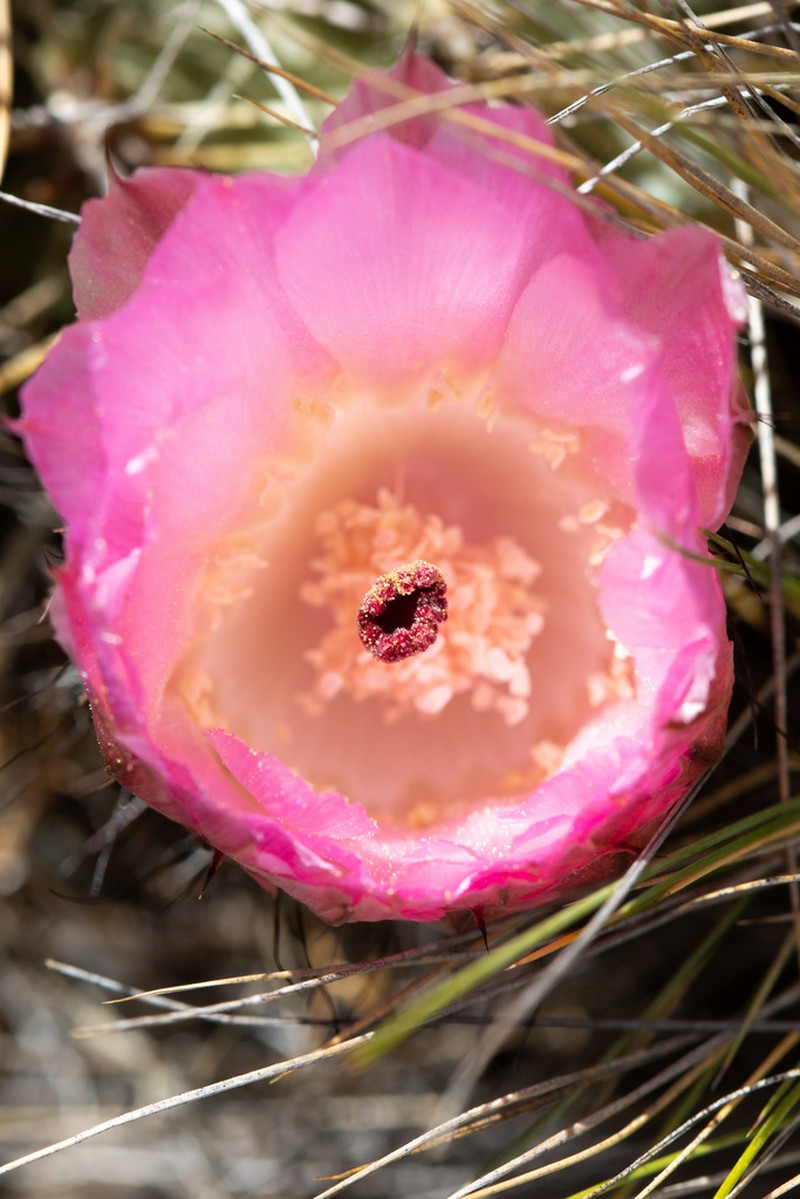 Austrocactus aonikenkensis