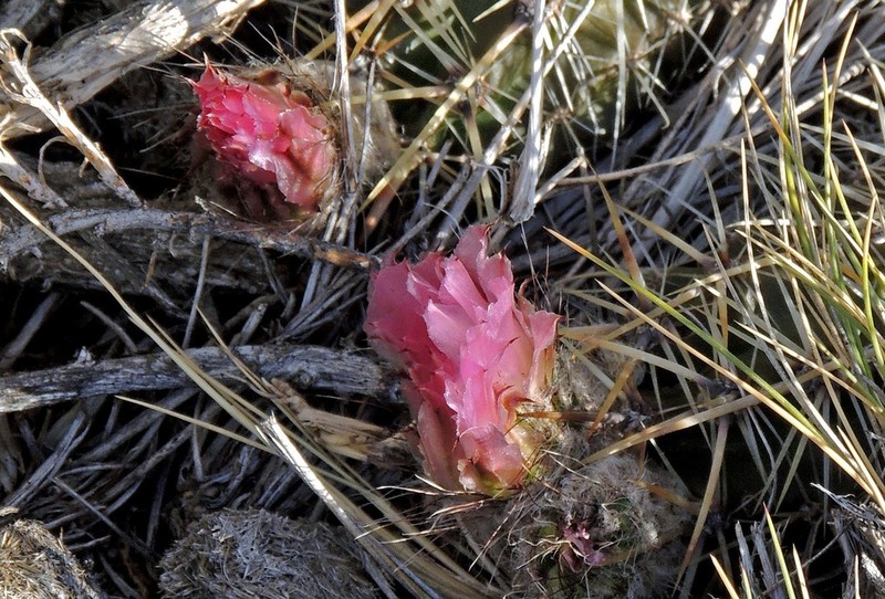 Austrocactus aonikenkensis photo 2