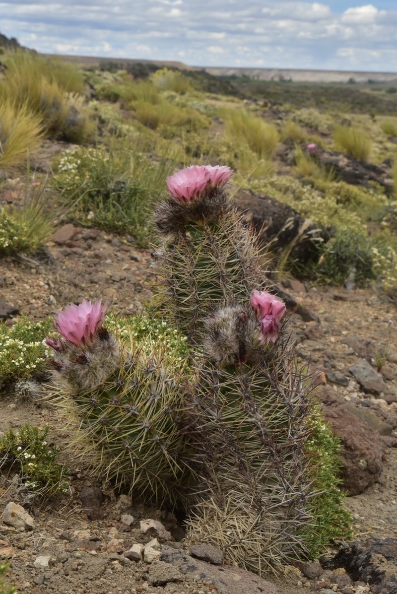 Austrocactus aonikenkensis photo 3