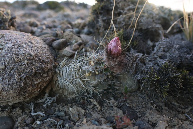Austrocactus aonikenkensis photo 4