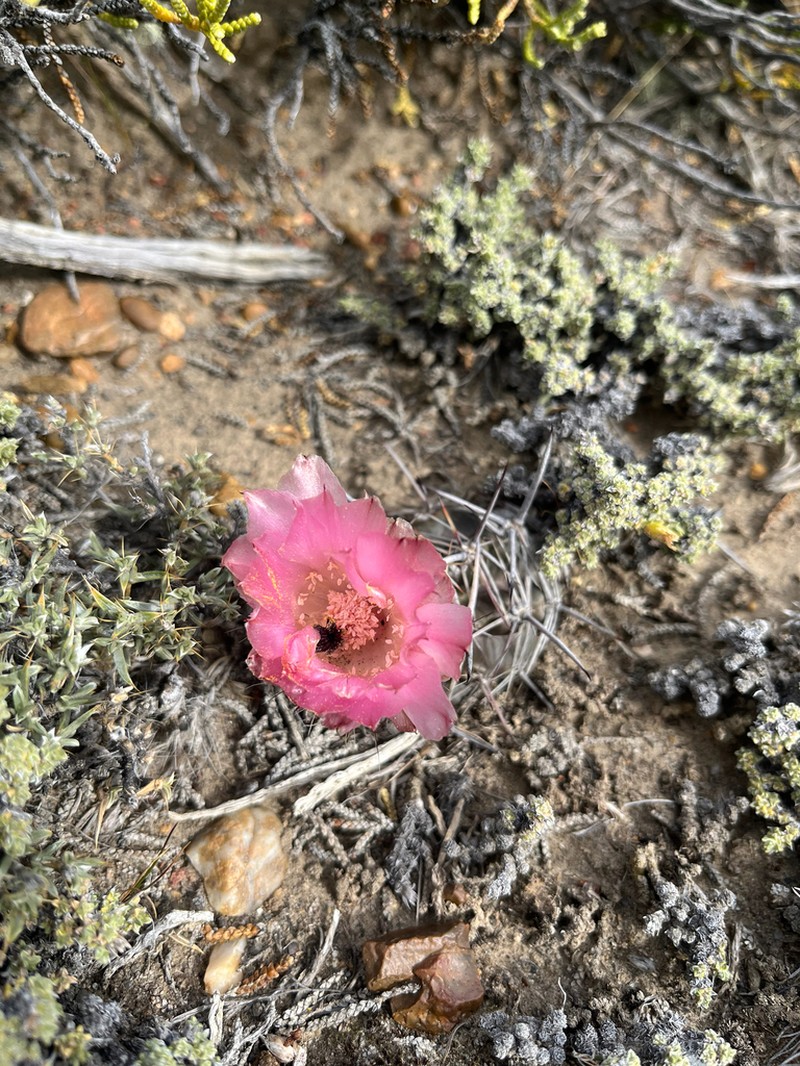 Austrocactus aonikenkensis photo 5