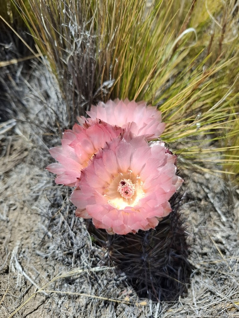Austrocactus aonikenkensis photo 6