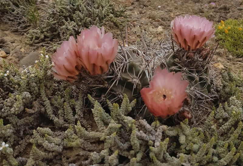Austrocactus aonikenkensis photo 7