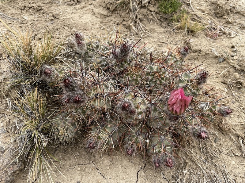 Austrocactus aonikenkensis photo 8