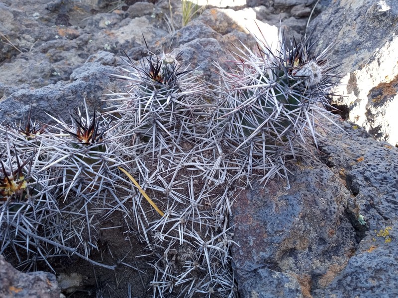 Austrocactus coxii subsp. longicarpus