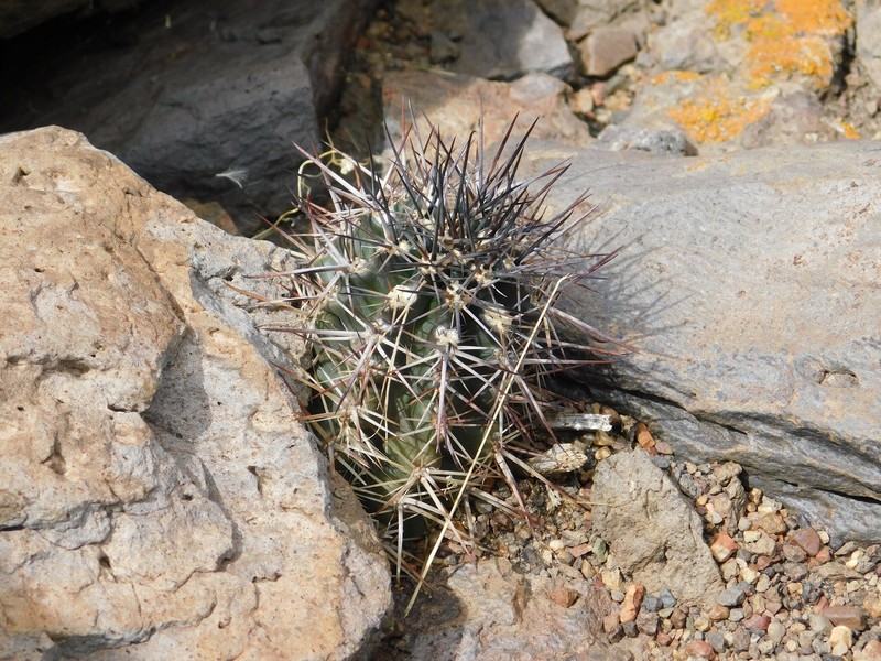 Austrocactus coxii subsp. longicarpus photo 2