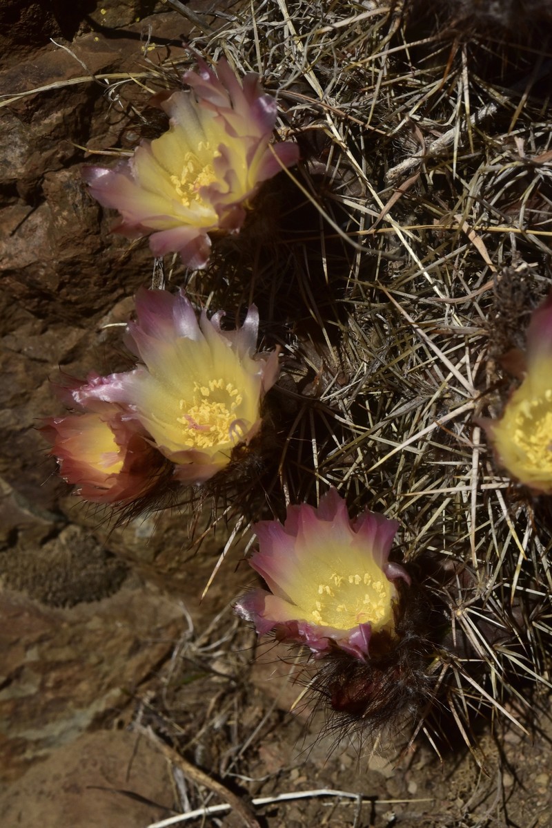 Austrocactus coxii subsp. longicarpus photo 3