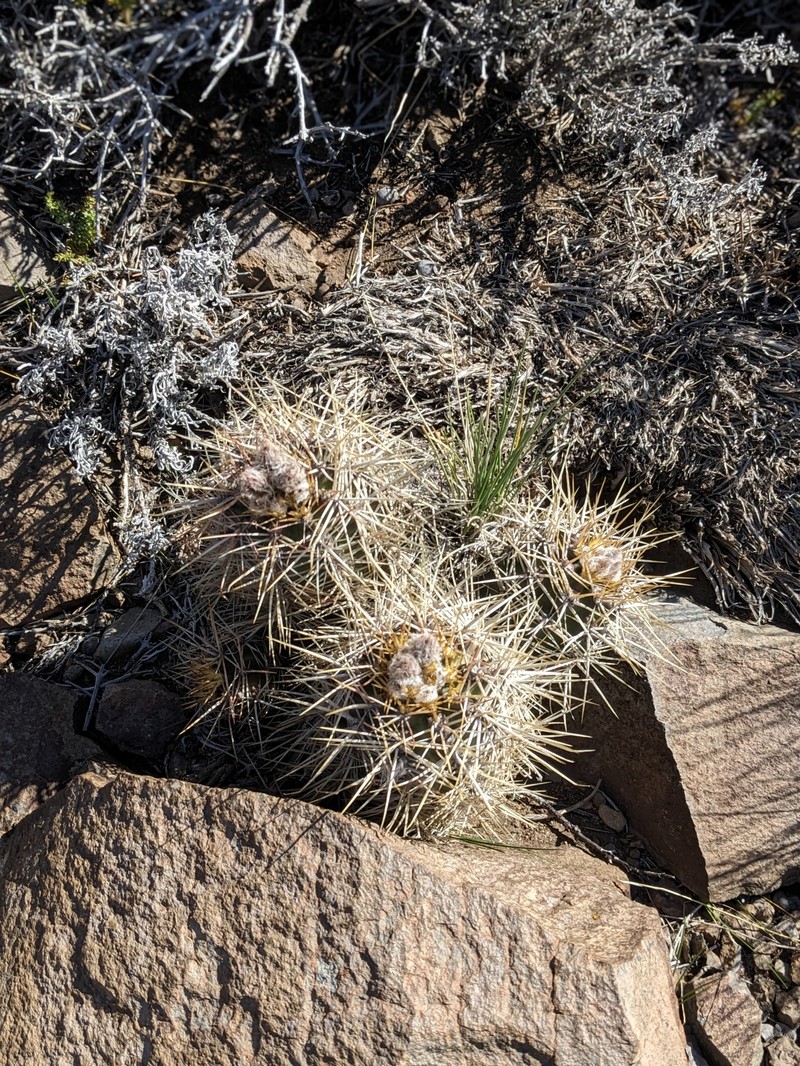 Austrocactus coxii subsp. longicarpus photo 4