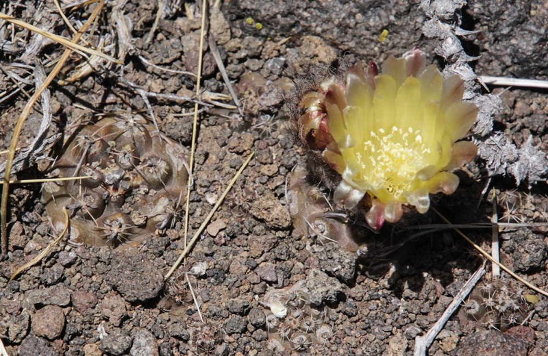Austrocactus pauxillus photo 2