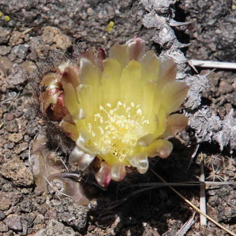 Austrocactus pauxillus