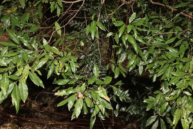 Austrocallerya australis