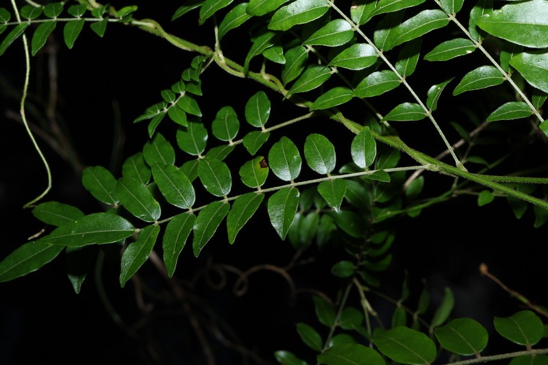 Austrocallerya australis photo 4
