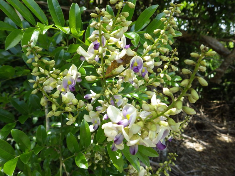 Austrocallerya australis photo 5