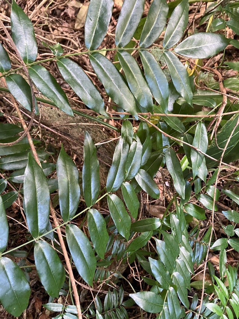 Austrocallerya australis photo 6