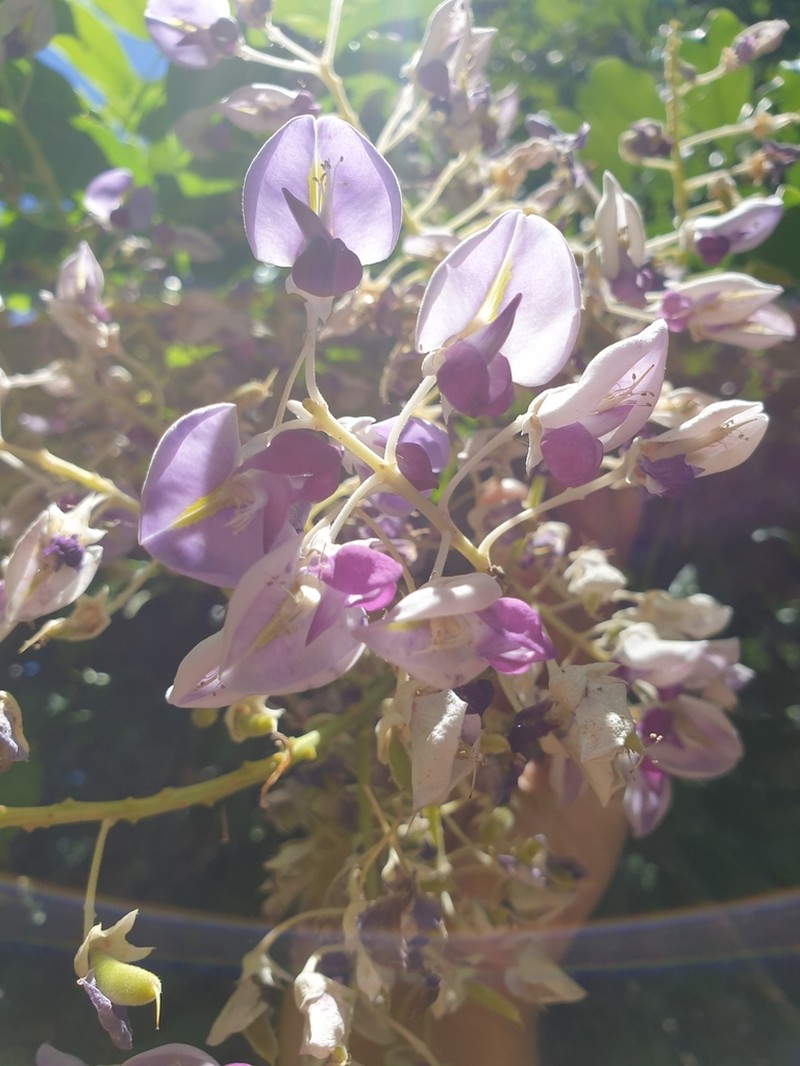 Austrocallerya australis photo 7