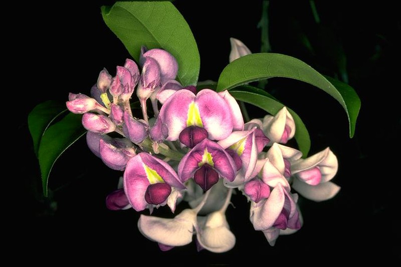 Austrocallerya megasperma