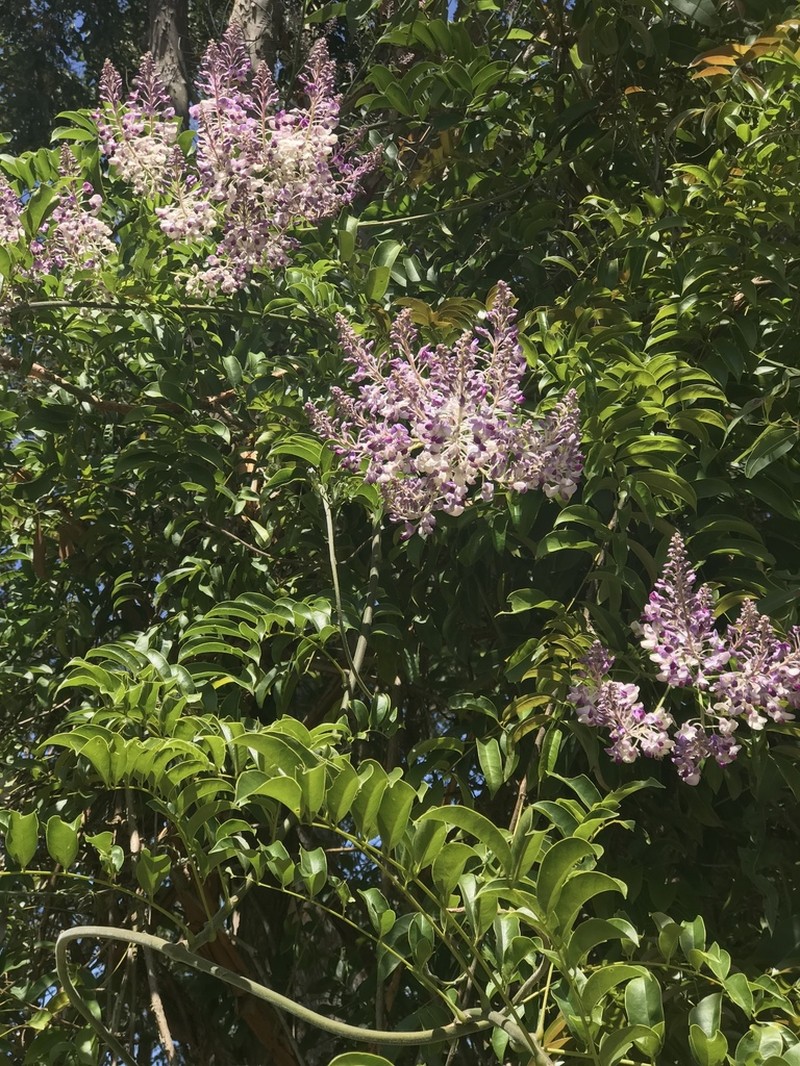 Austrocallerya megasperma photo 2