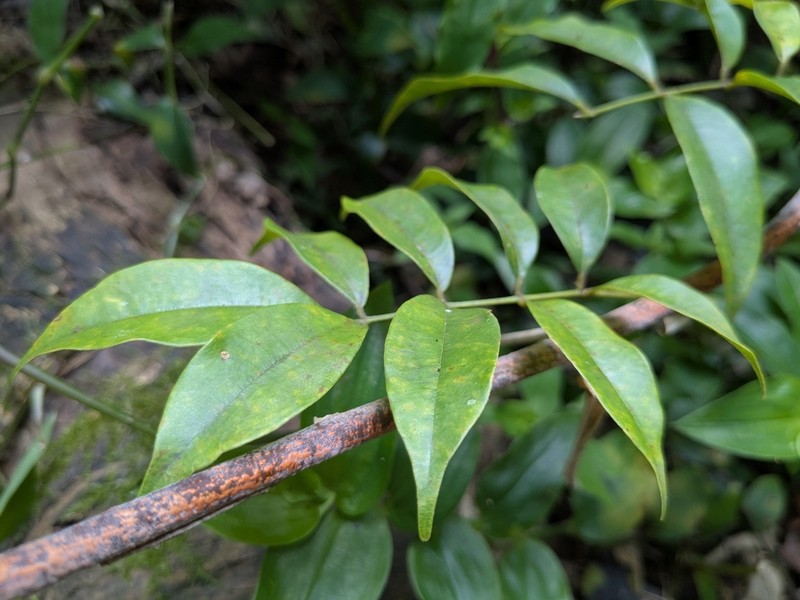 Austrocallerya megasperma photo 3