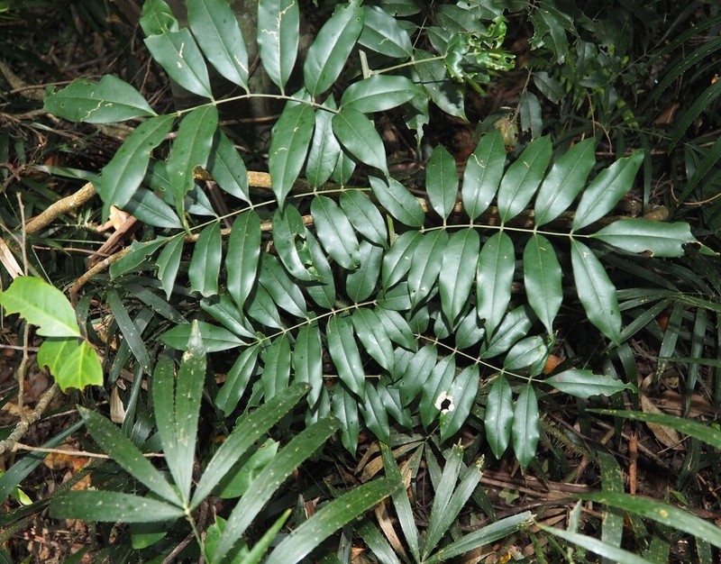 Austrocallerya megasperma photo 5