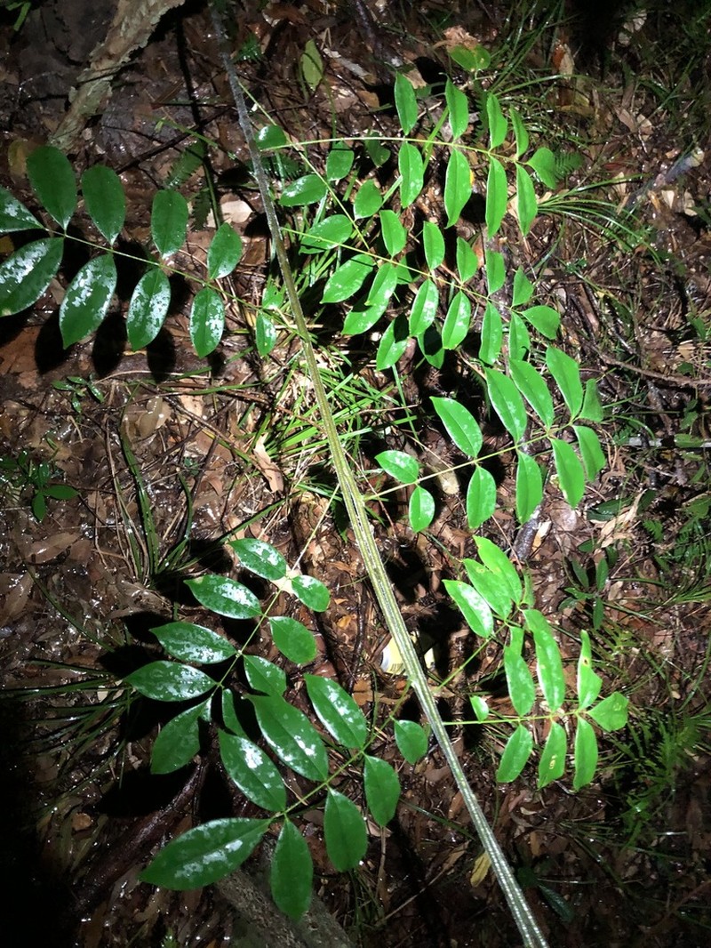 Austrocallerya megasperma photo 6
