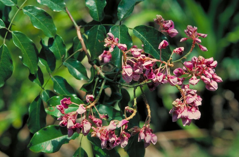 Austrocallerya pilipes