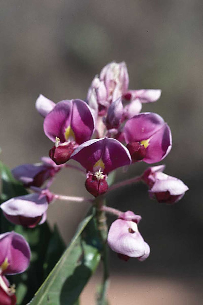 Austrocallerya pilipes photo 2