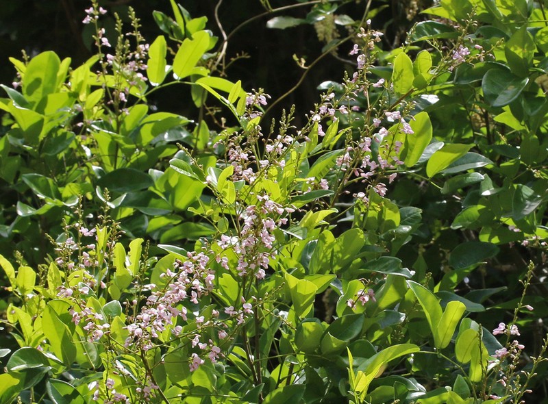 Austrocallerya pilipes photo 3
