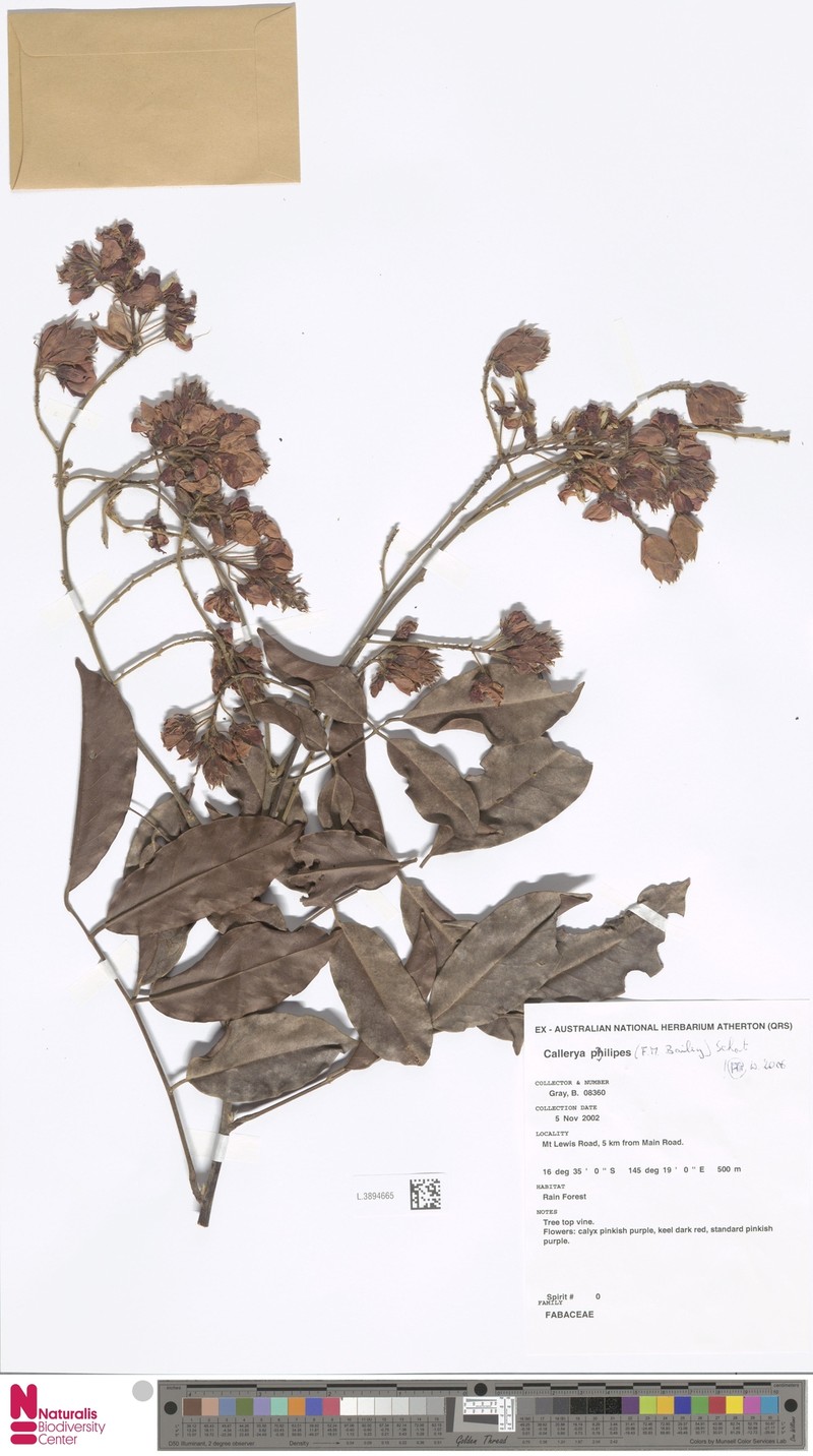Austrocallerya pilipes photo 4