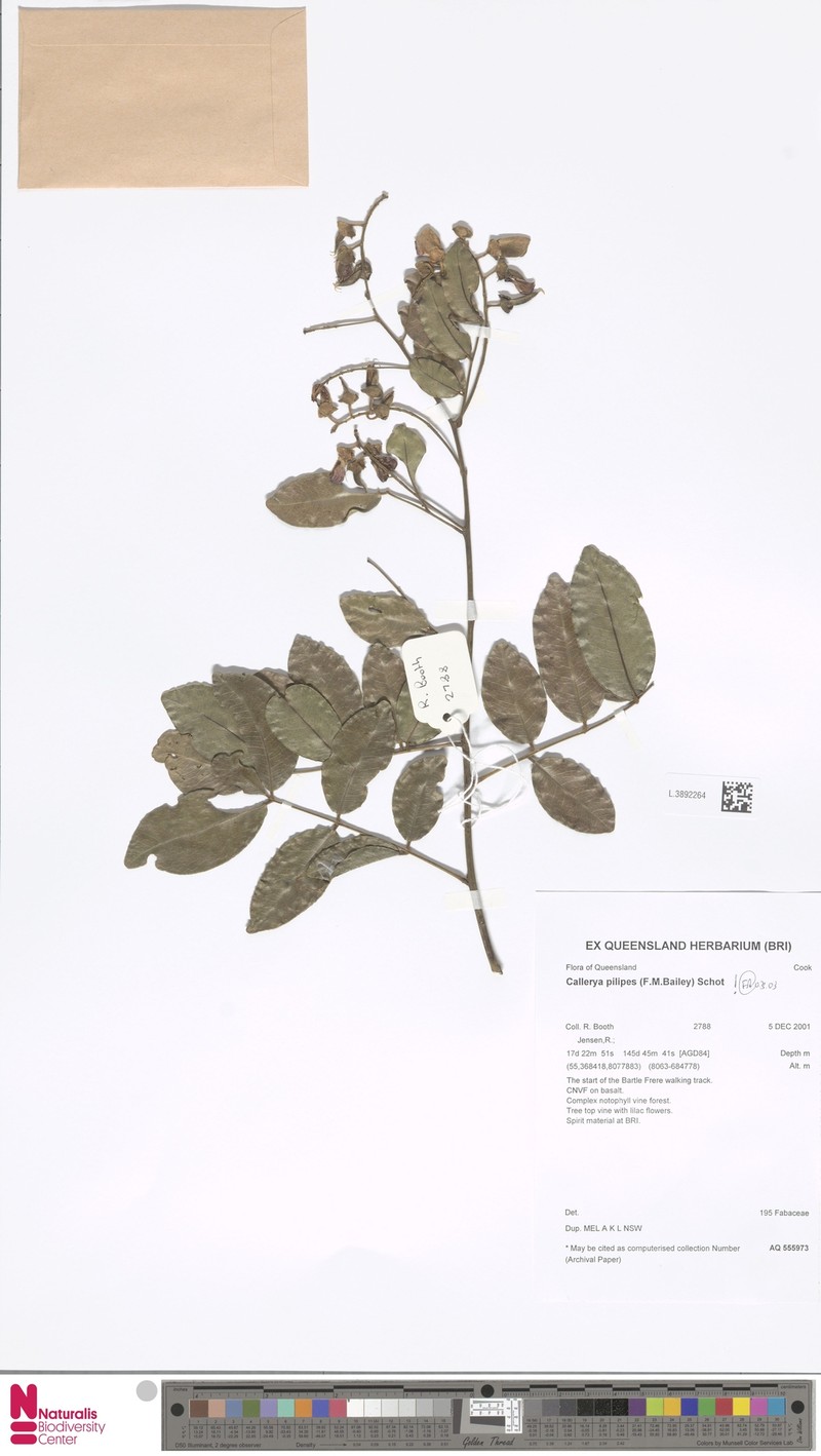Austrocallerya pilipes photo 5