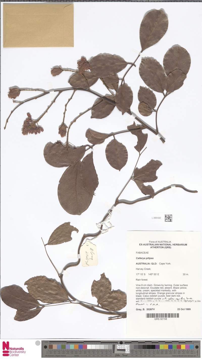 Austrocallerya pilipes photo 6