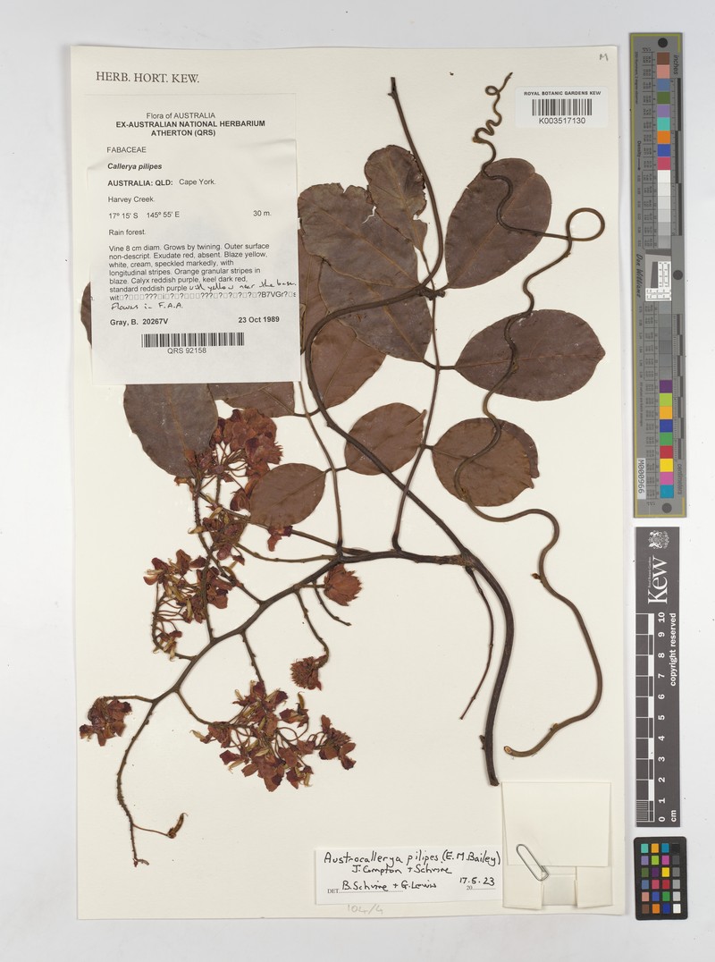 Austrocallerya pilipes photo 7