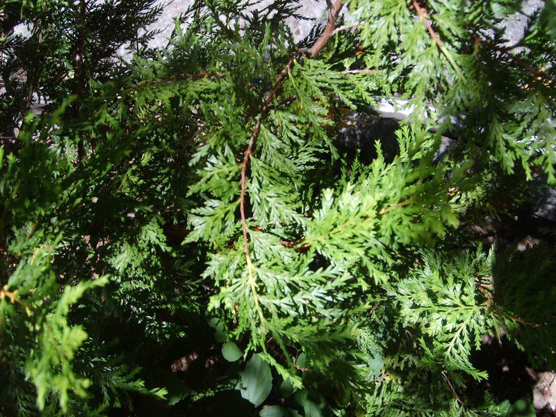 Chilean Cedar