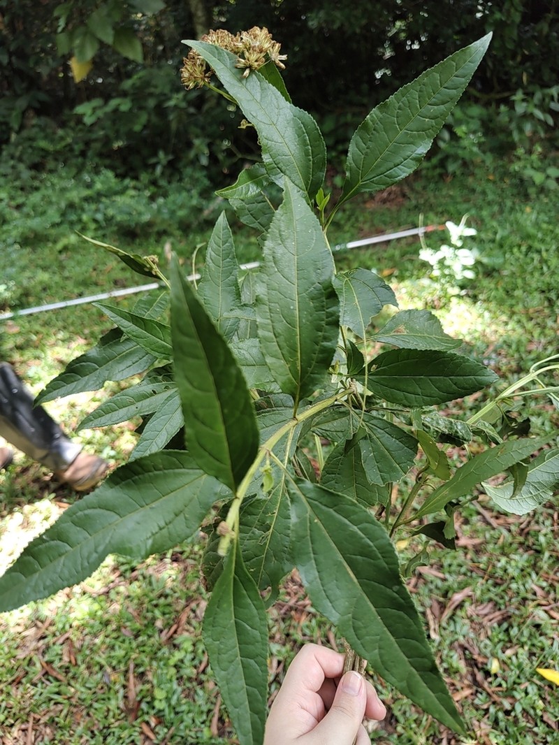Austrocritonia angulicaulis