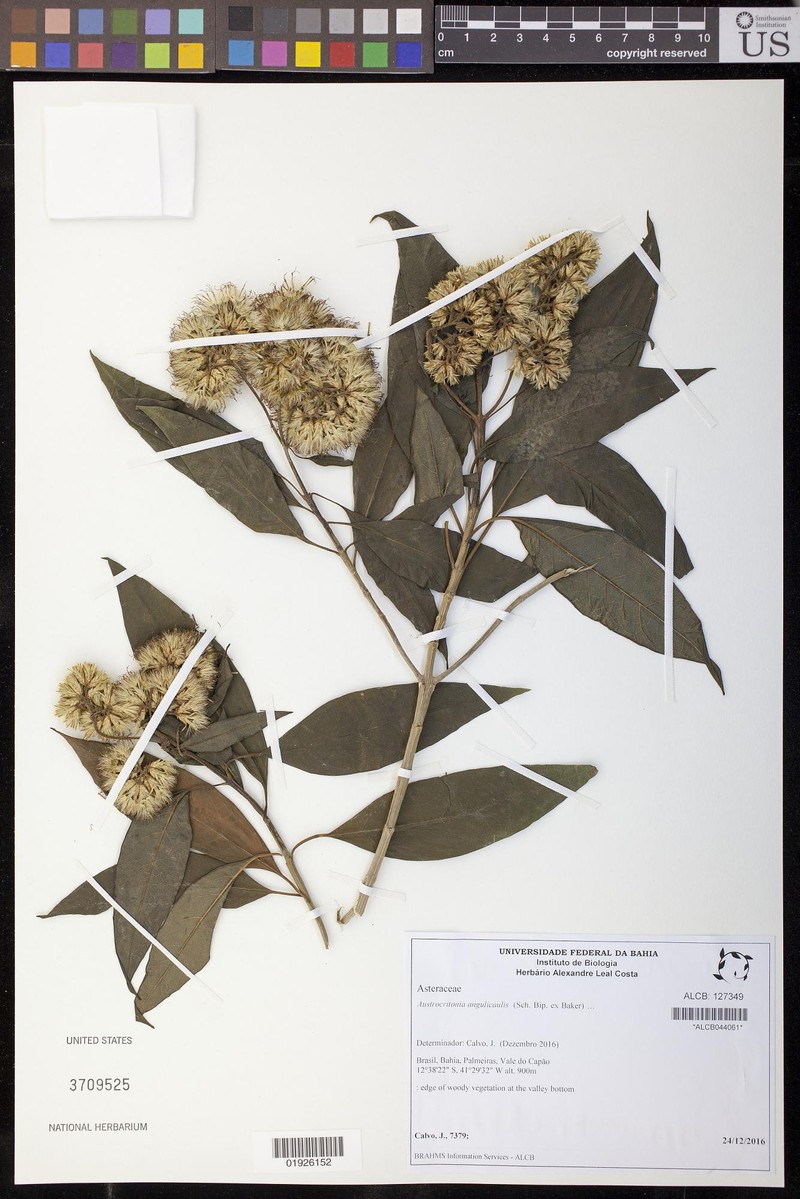 Austrocritonia angulicaulis photo 2