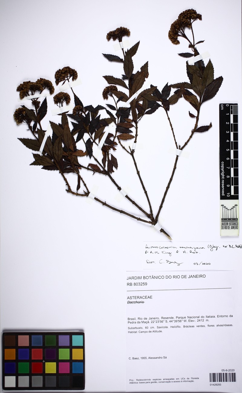 Austrocritonia taunayana