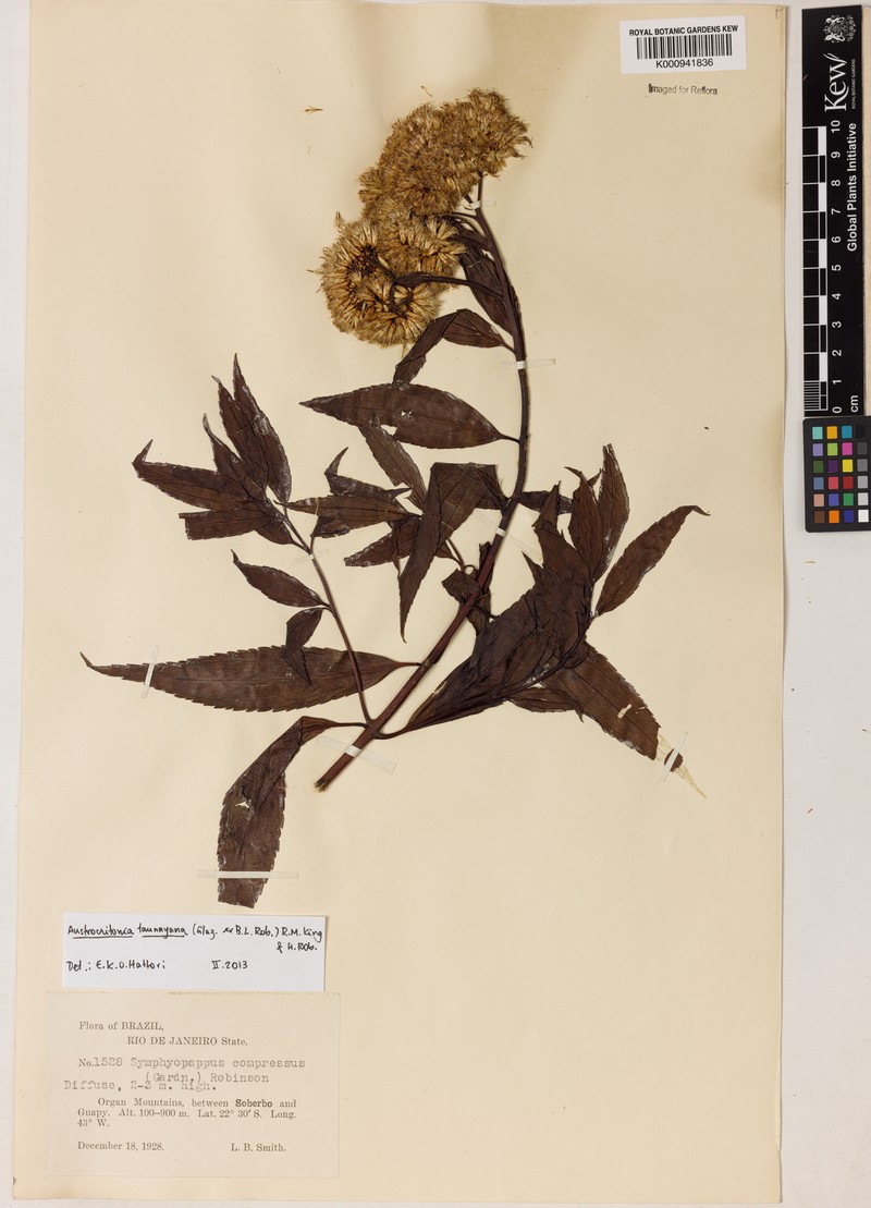 Austrocritonia taunayana photo 2