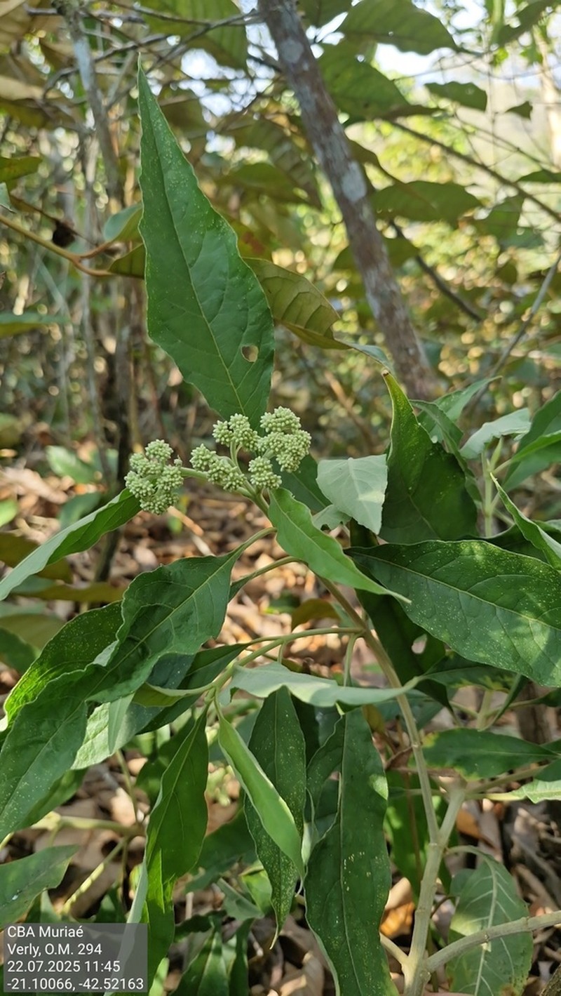Austrocritonia velutina