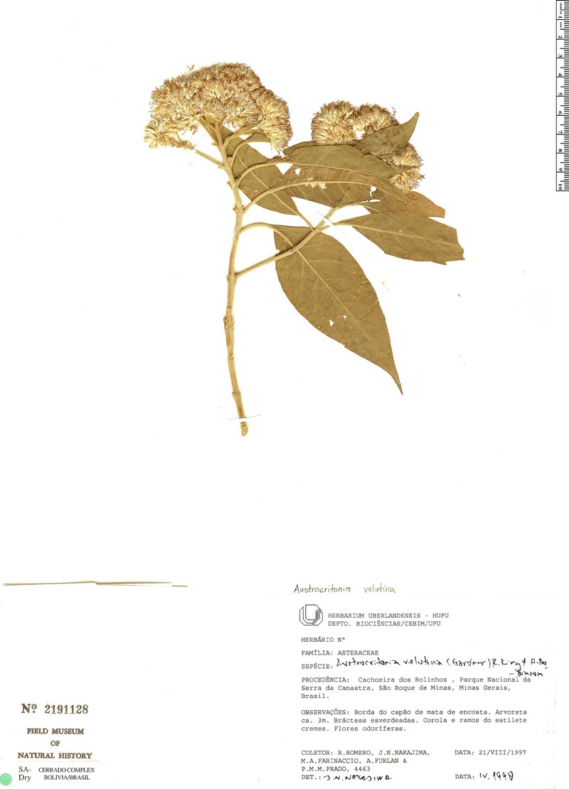 Austrocritonia velutina photo 3